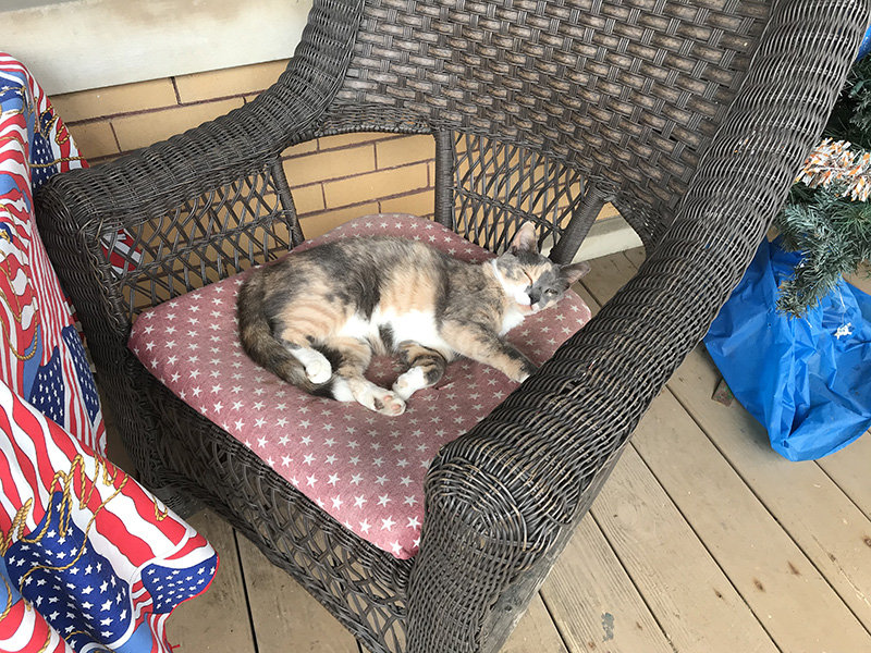 resident cat at the Tea Room