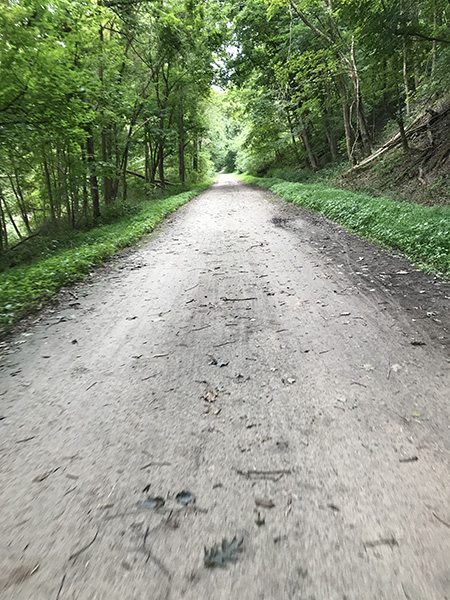 Trail through the forest